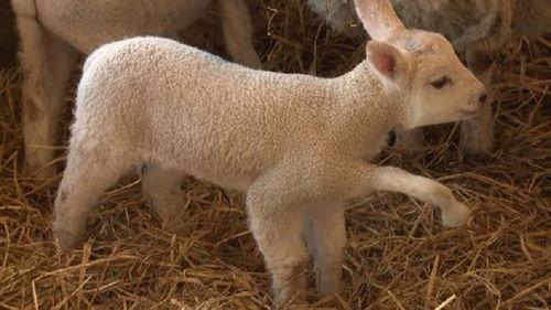 zc7h爆料视频小羊  第2张