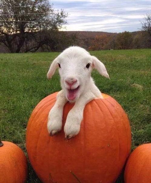 最新吃瓜爆料小羊图片高清,高清图片背后的趣味故事  第2张